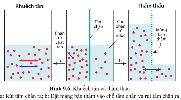 So sánh thẩm thấu và khuếch tán